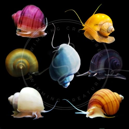 3 Assorted Color Freshwater Aquarium Mystery Snails A16630