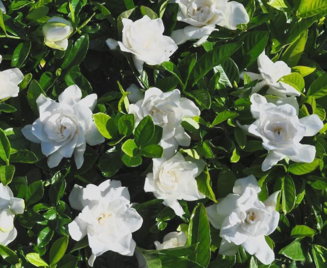 Cold Hardy Fragrant Evergreen Shrub 3 Inch Pot J735