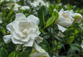 Cold Hardy Fragrant Evergreen Shrub 3 Inch Pot J735