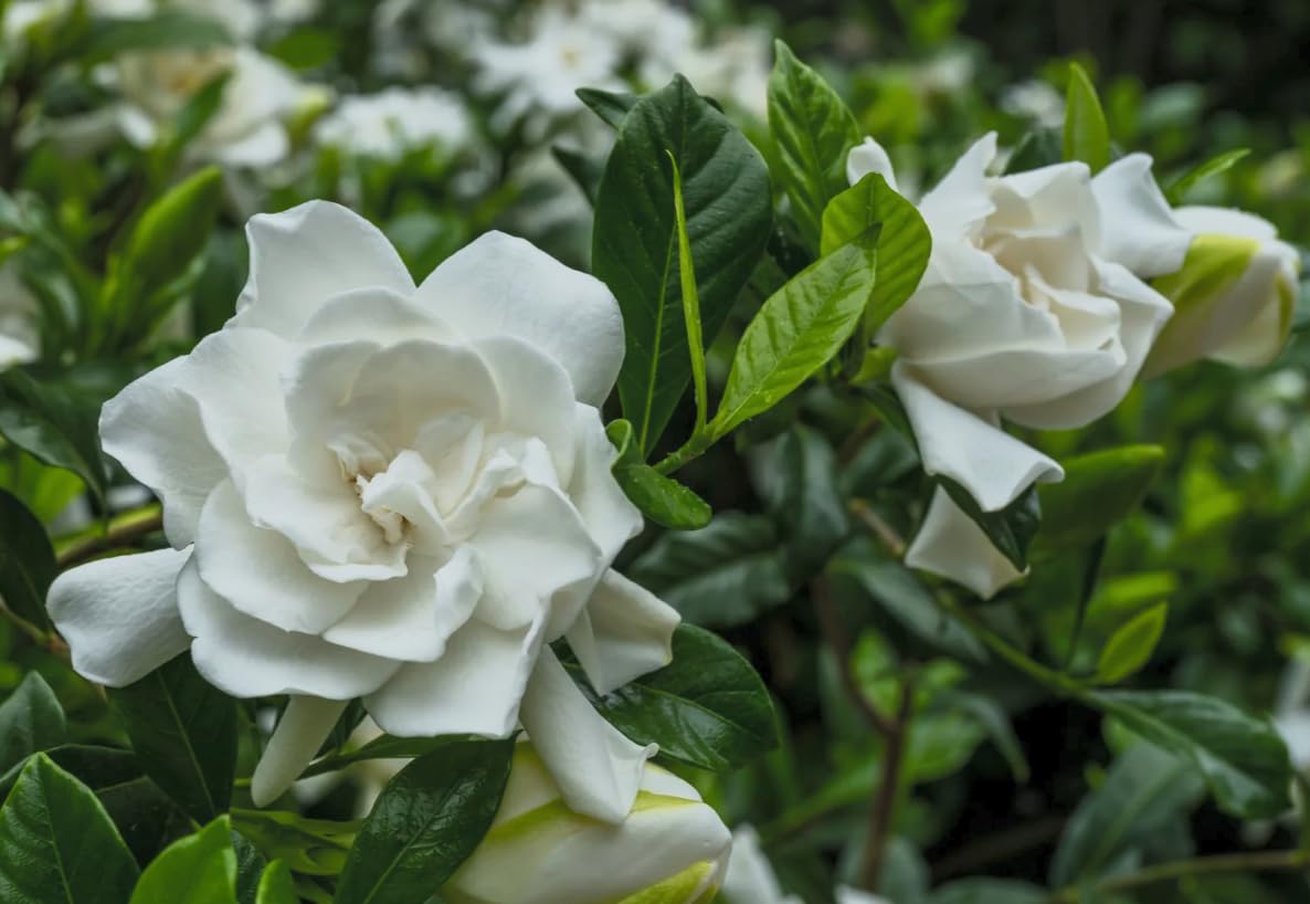 Cold Hardy Fragrant Evergreen Shrub 3 Inch Pot J735