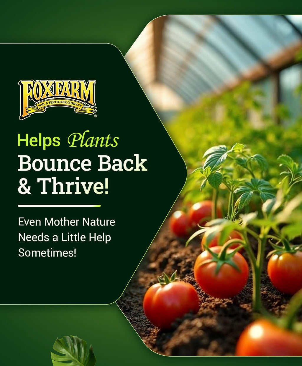 Liquid Plant Fertilizer 1 Pint P639