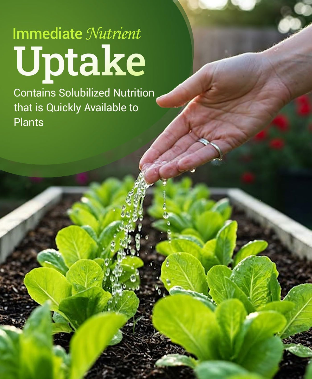 Liquid Plant Fertilizer 1 Pint P639