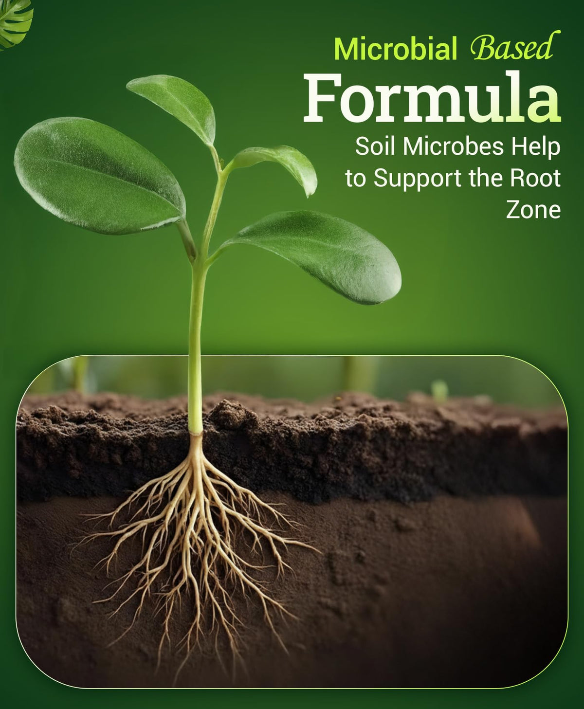 Liquid Plant Fertilizer 1 Pint P639