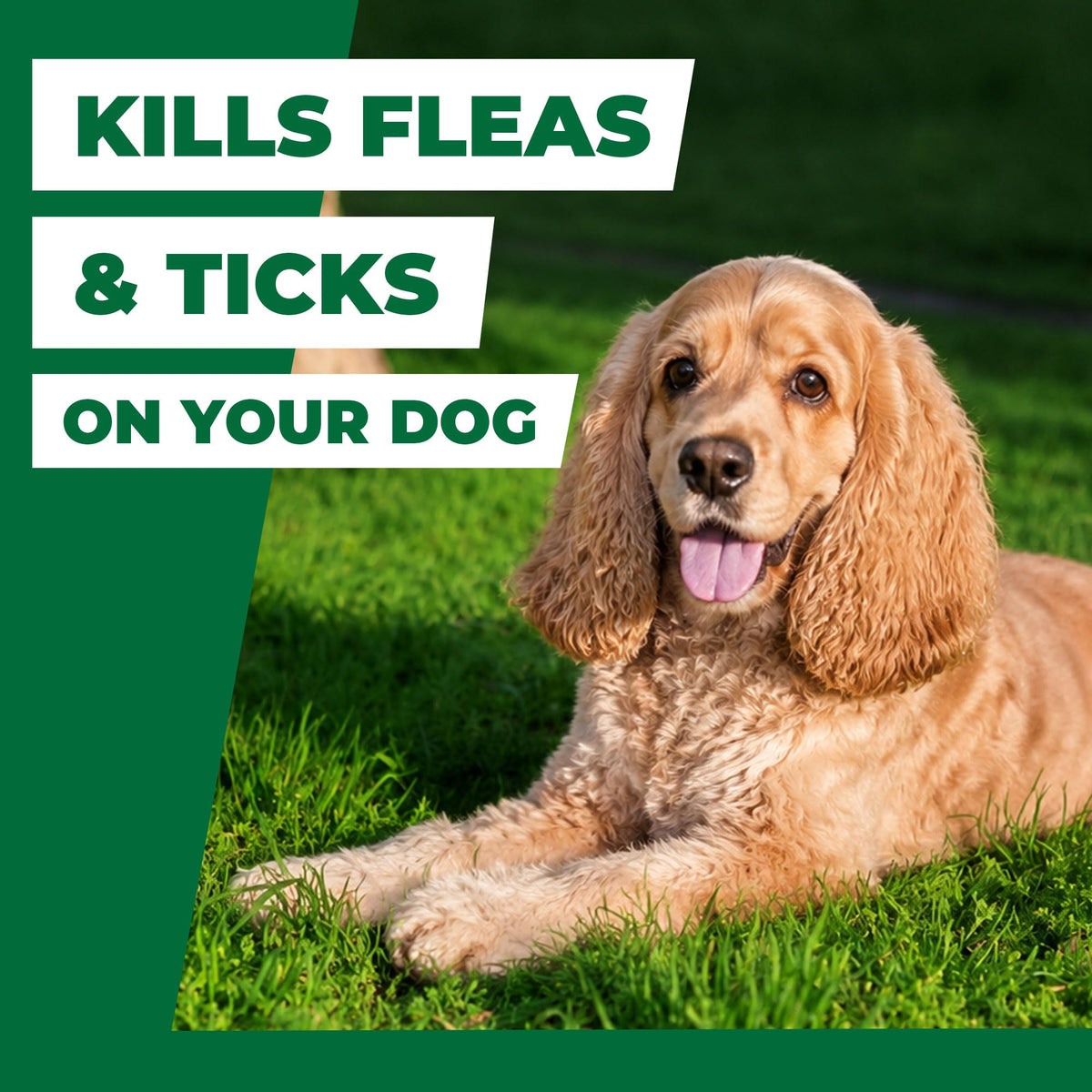 Flea and Tick Chews for Dogs 7.5 mg Soft Chews 30 Count S7589